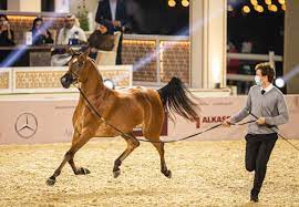 Katara Arabian Horse Festival 2022 kicks off